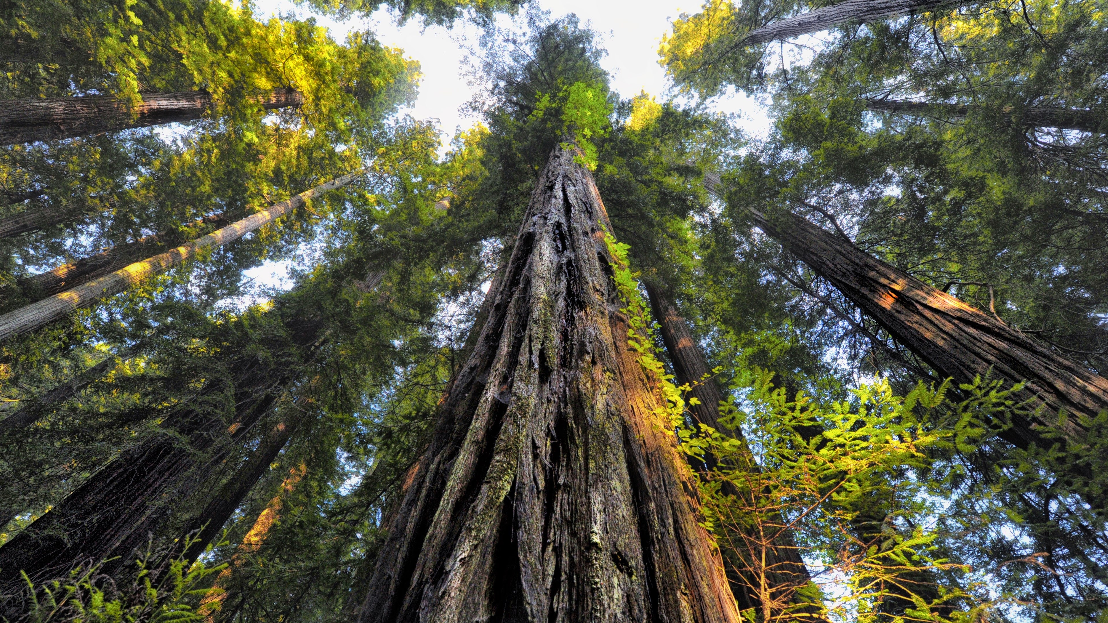 Sequoia2_National_Park_4k