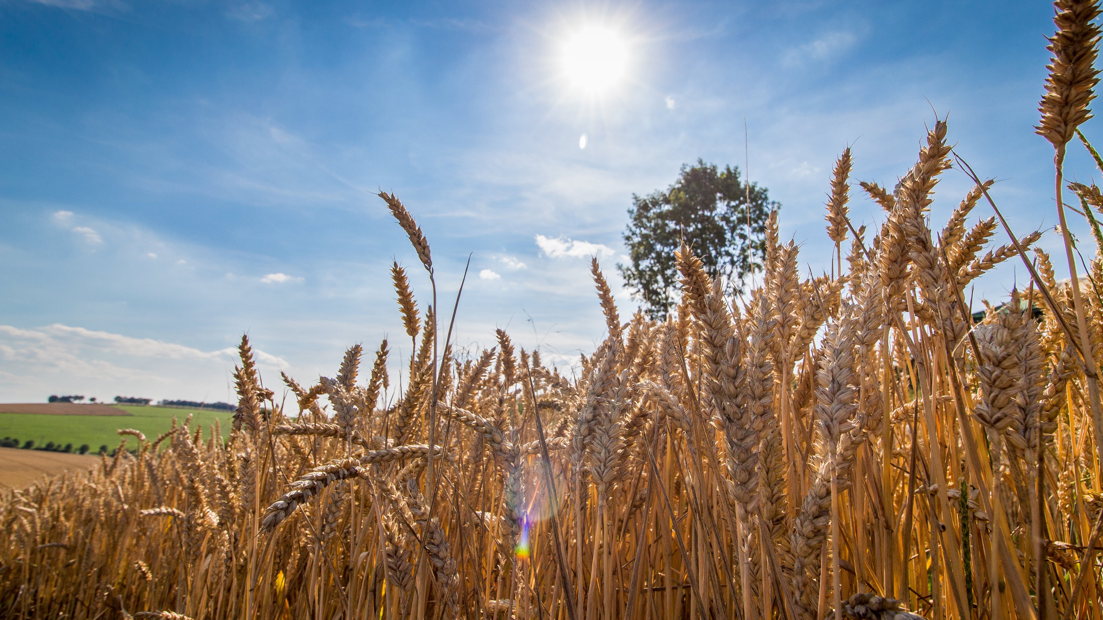 Inside_the_Wheat_Field_uhd