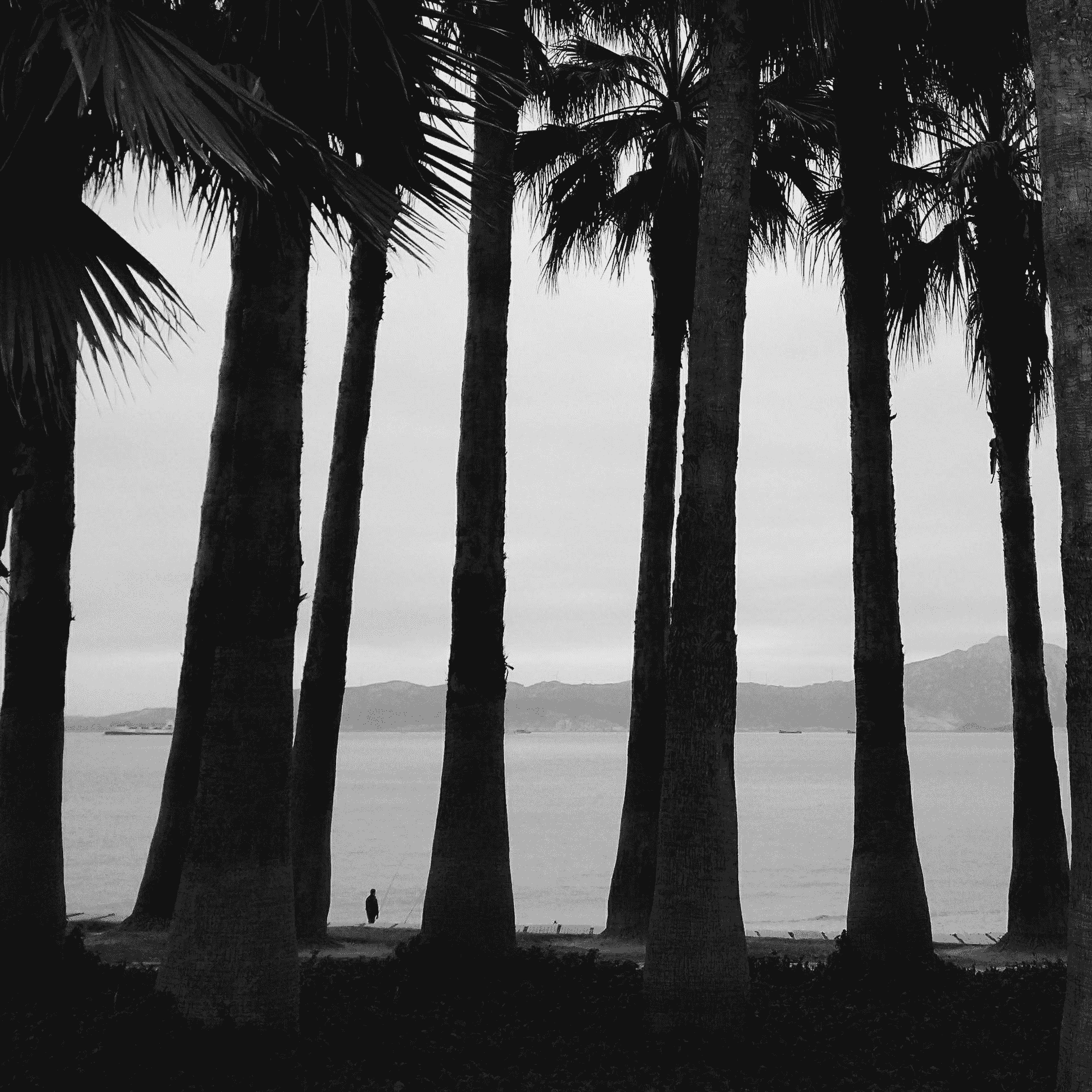 A fisherman framed by the gaps between coconut trees by the seaside, captured with an iPhone.