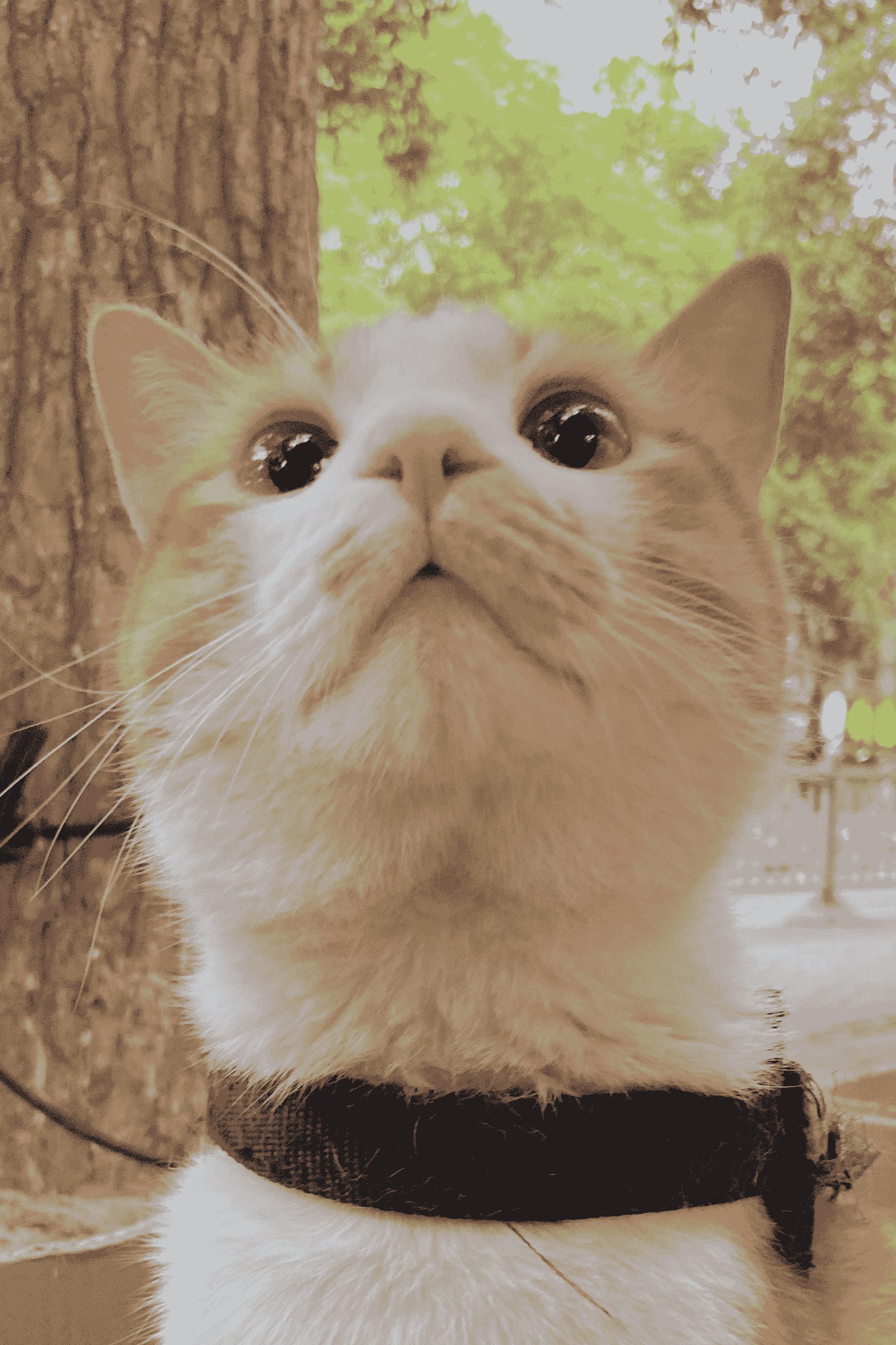 Example of a cat photo with eyes not at the Golden Ratio point, demonstrating composition impact.