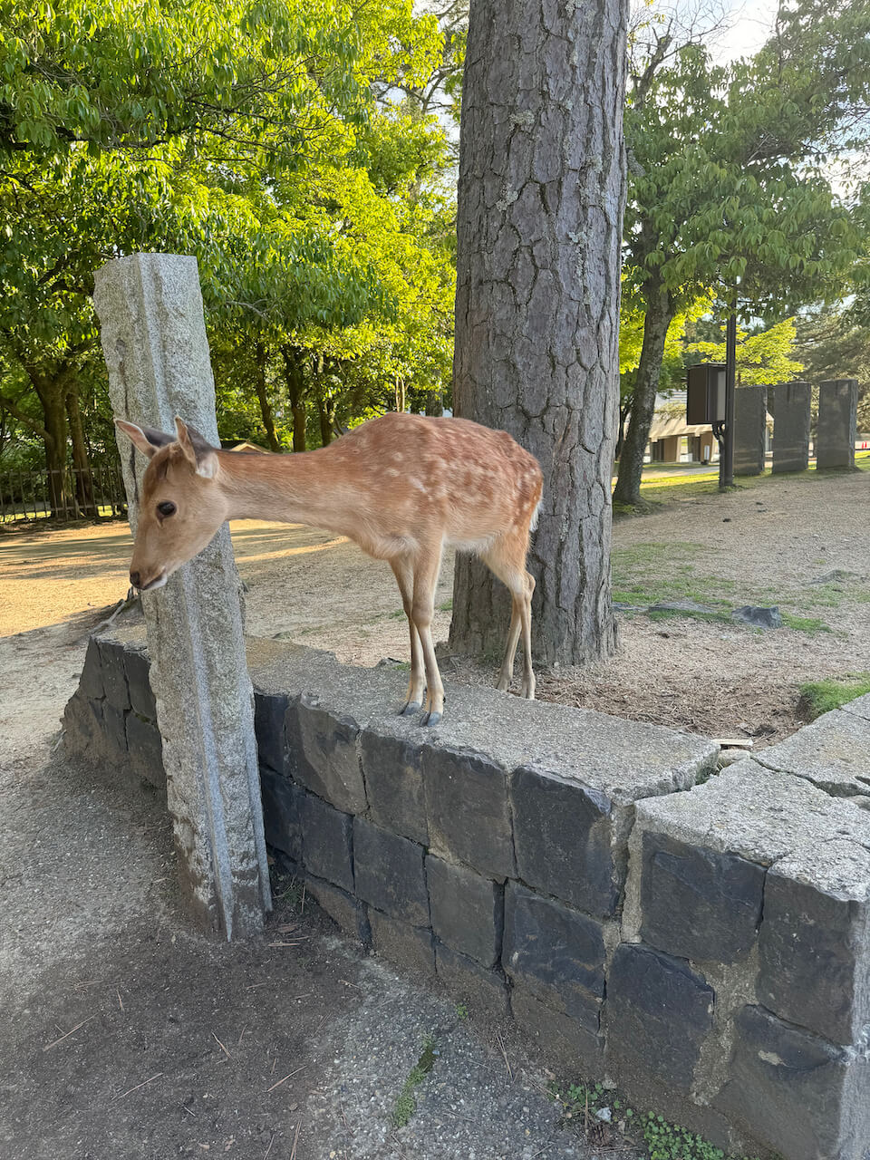 A bowing deer