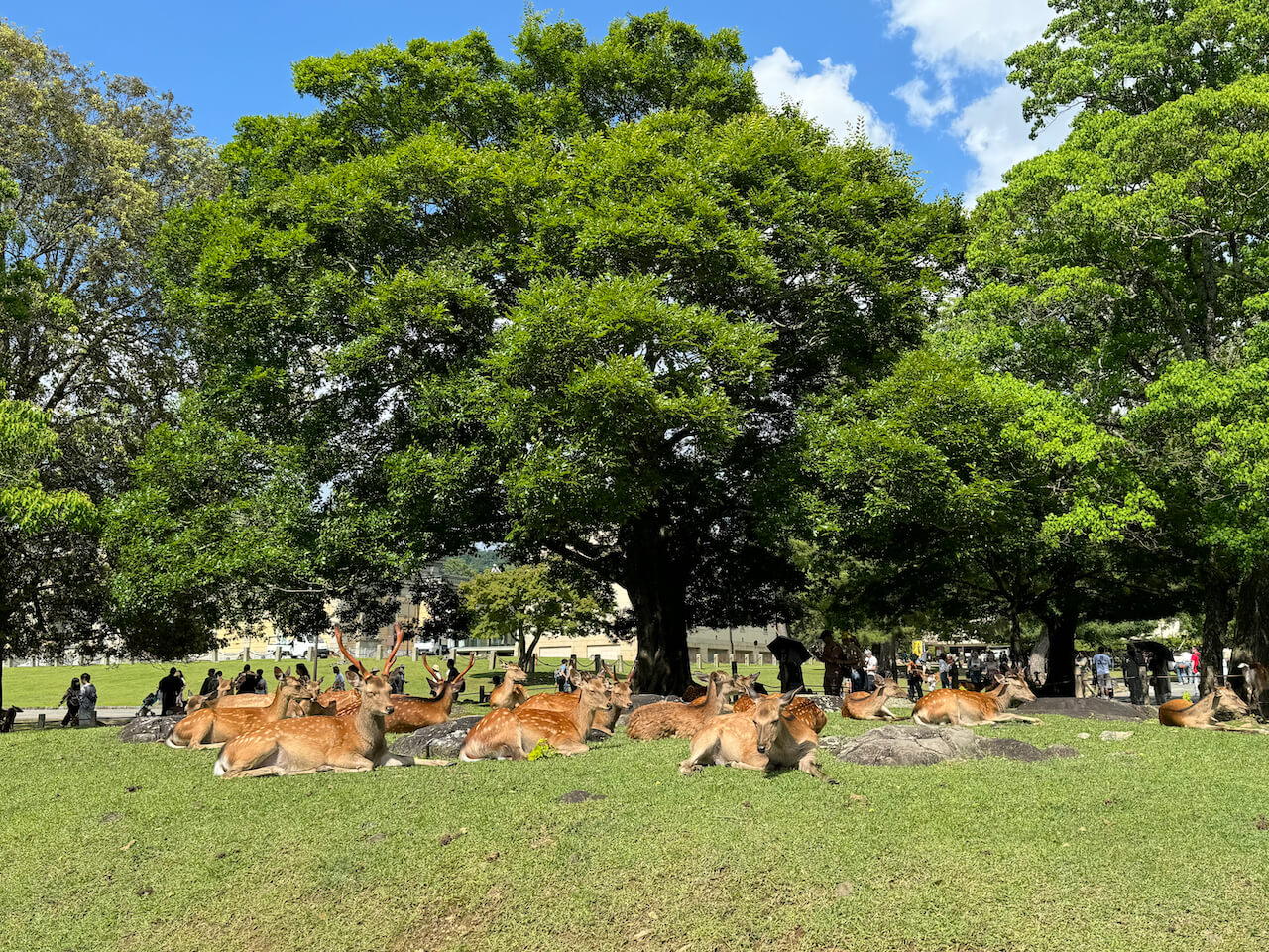 A group a deers