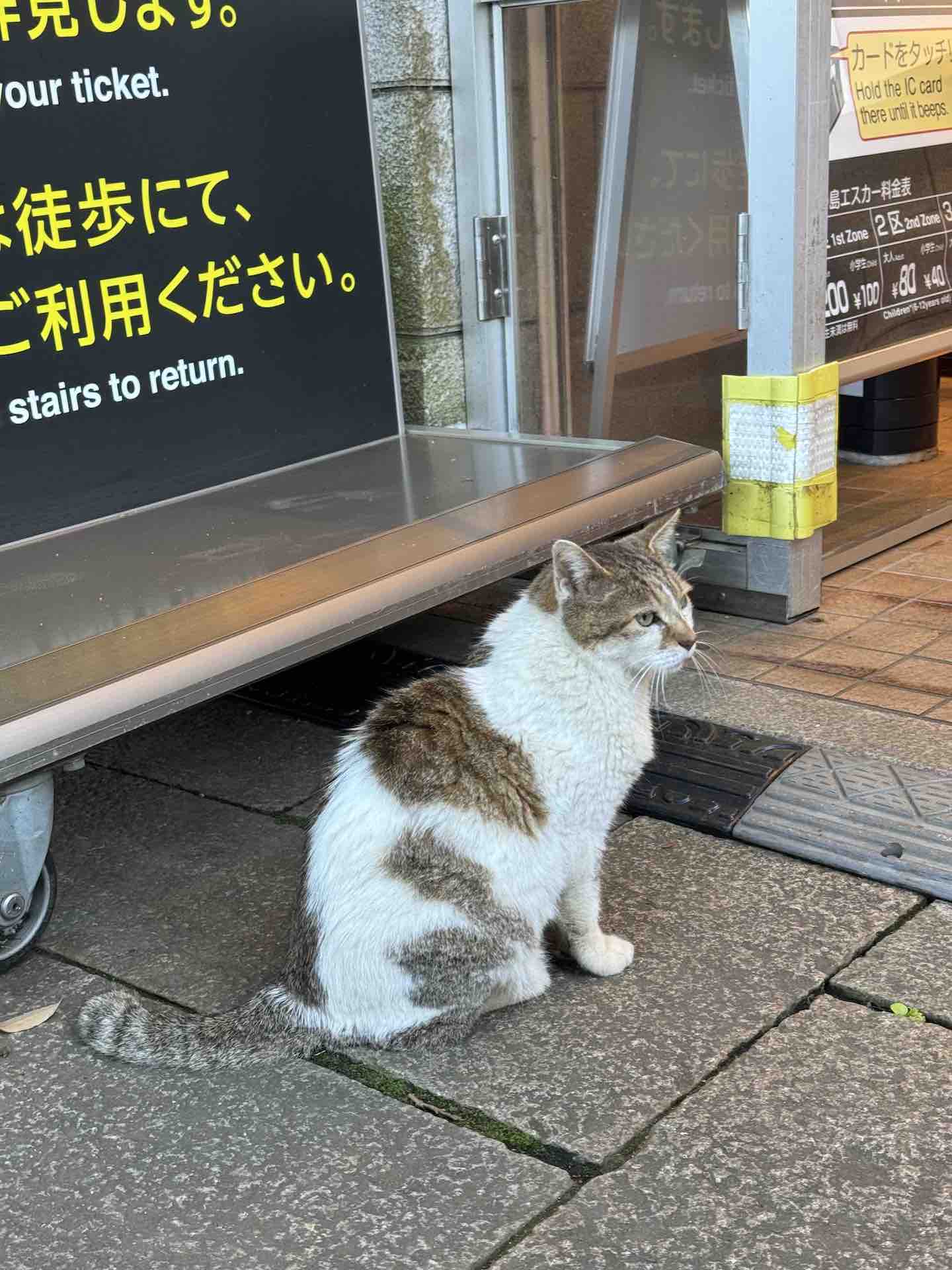 Cat on Enoshima Island