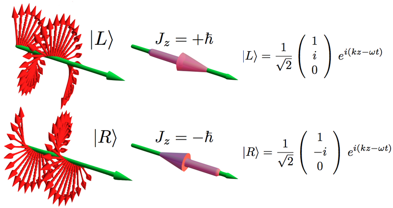 左右圆极化及其相关的角动量
