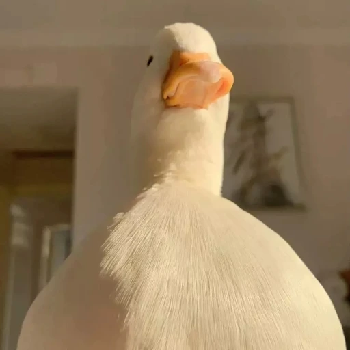 脑阔疼ه٥ 脑阔疼ه٥