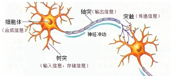 神经信息传递