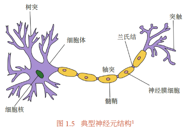 典型的神经元结构