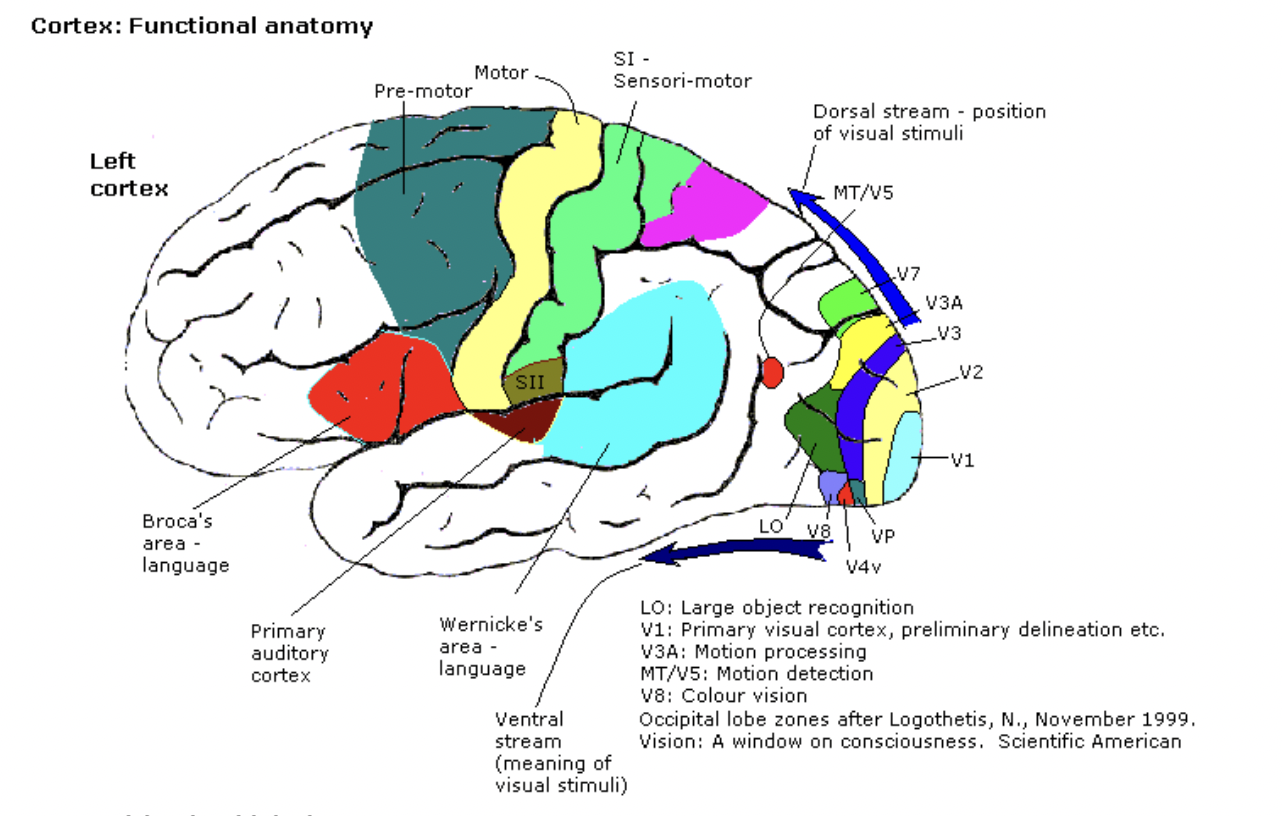 Premotor_cortex