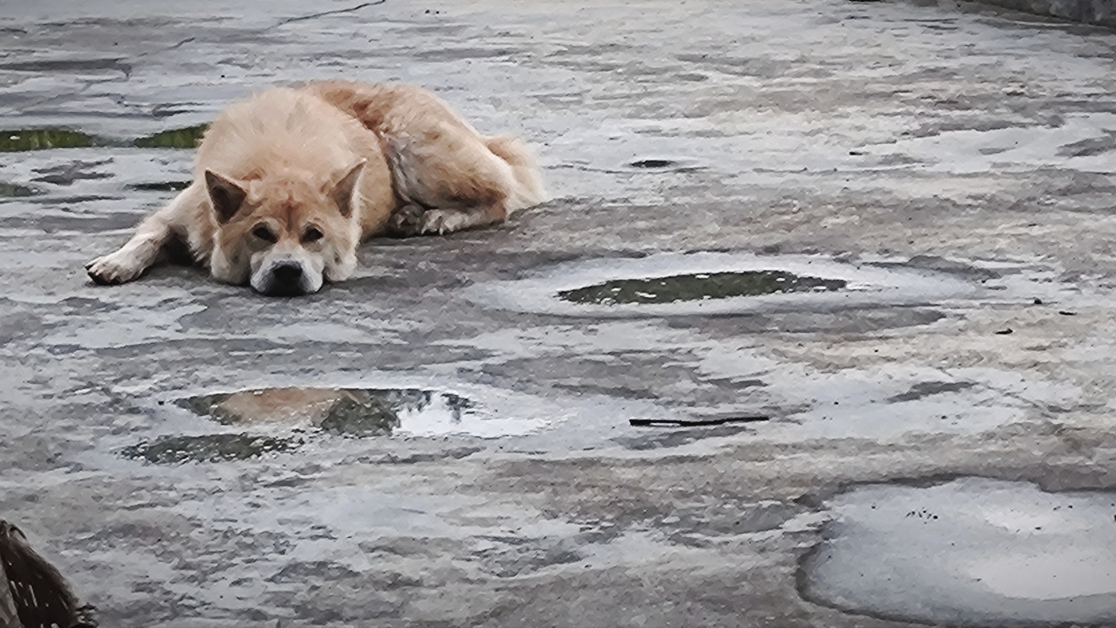 印象中还是它小时候