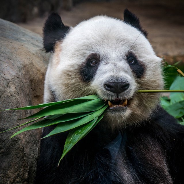 熊二的梦