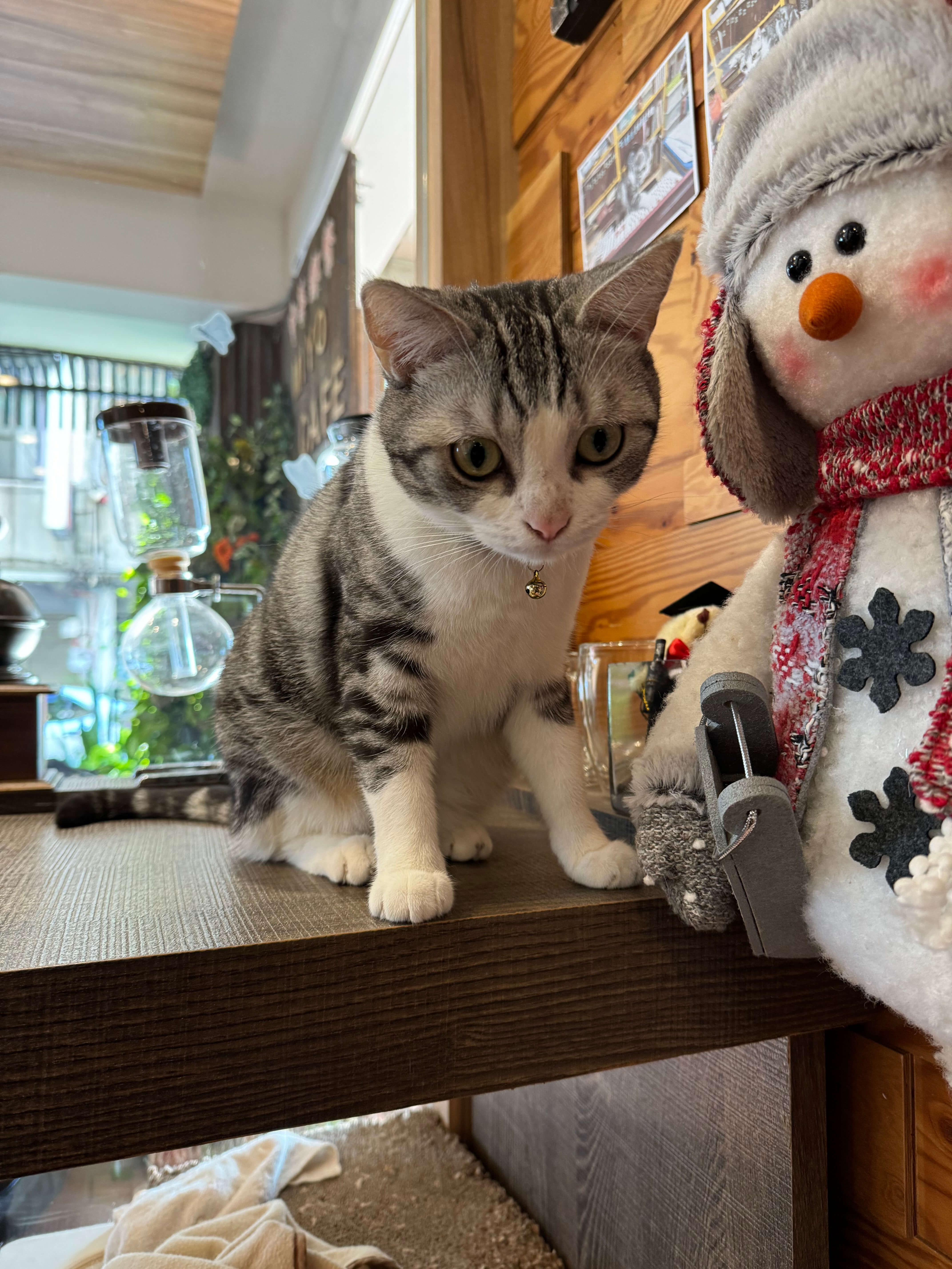 貓店長，慵懶地趴在桌上