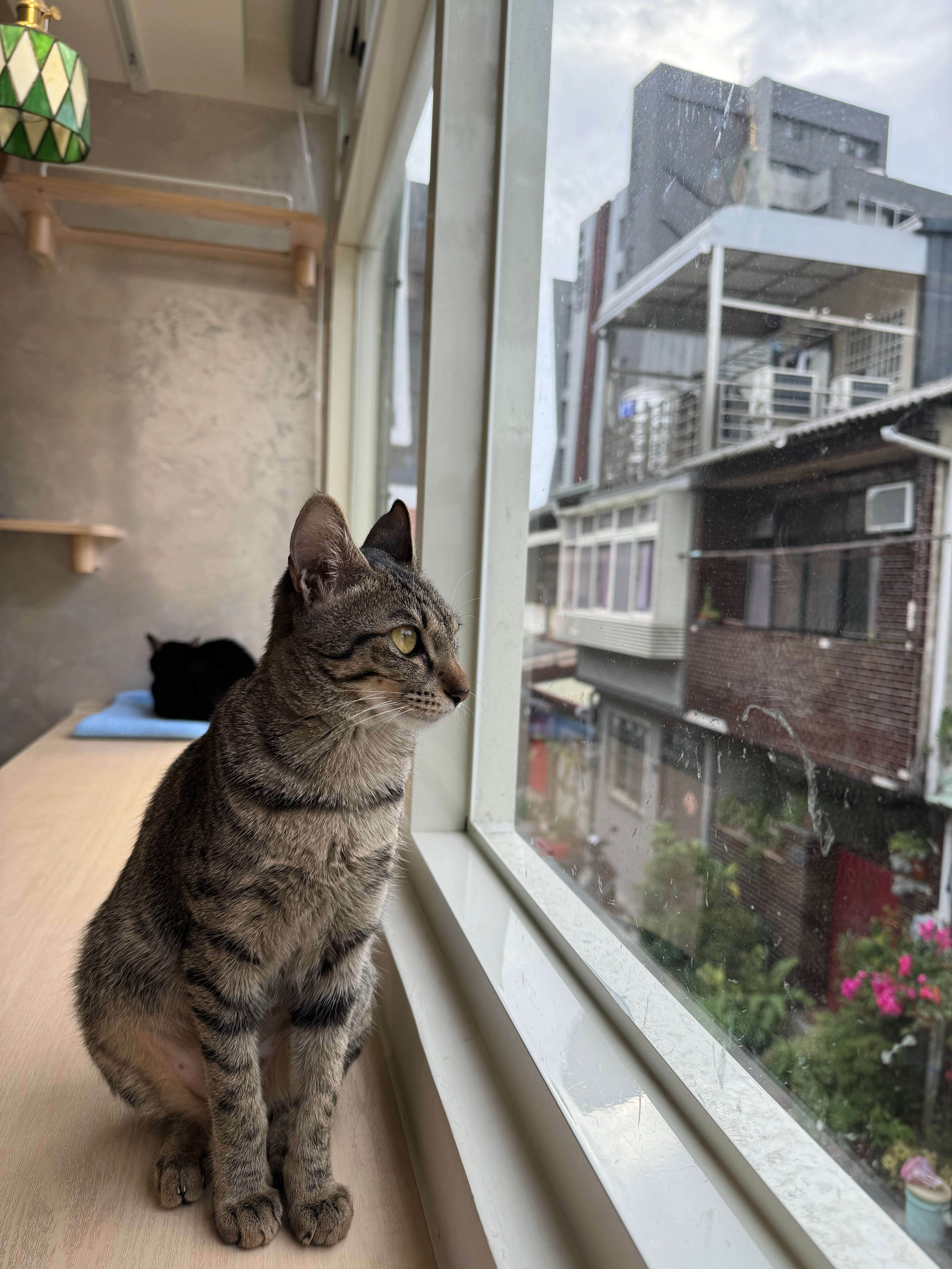 一隻貓咪靜靜地望著窗外