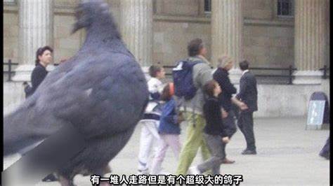 A big pigeon.jpg