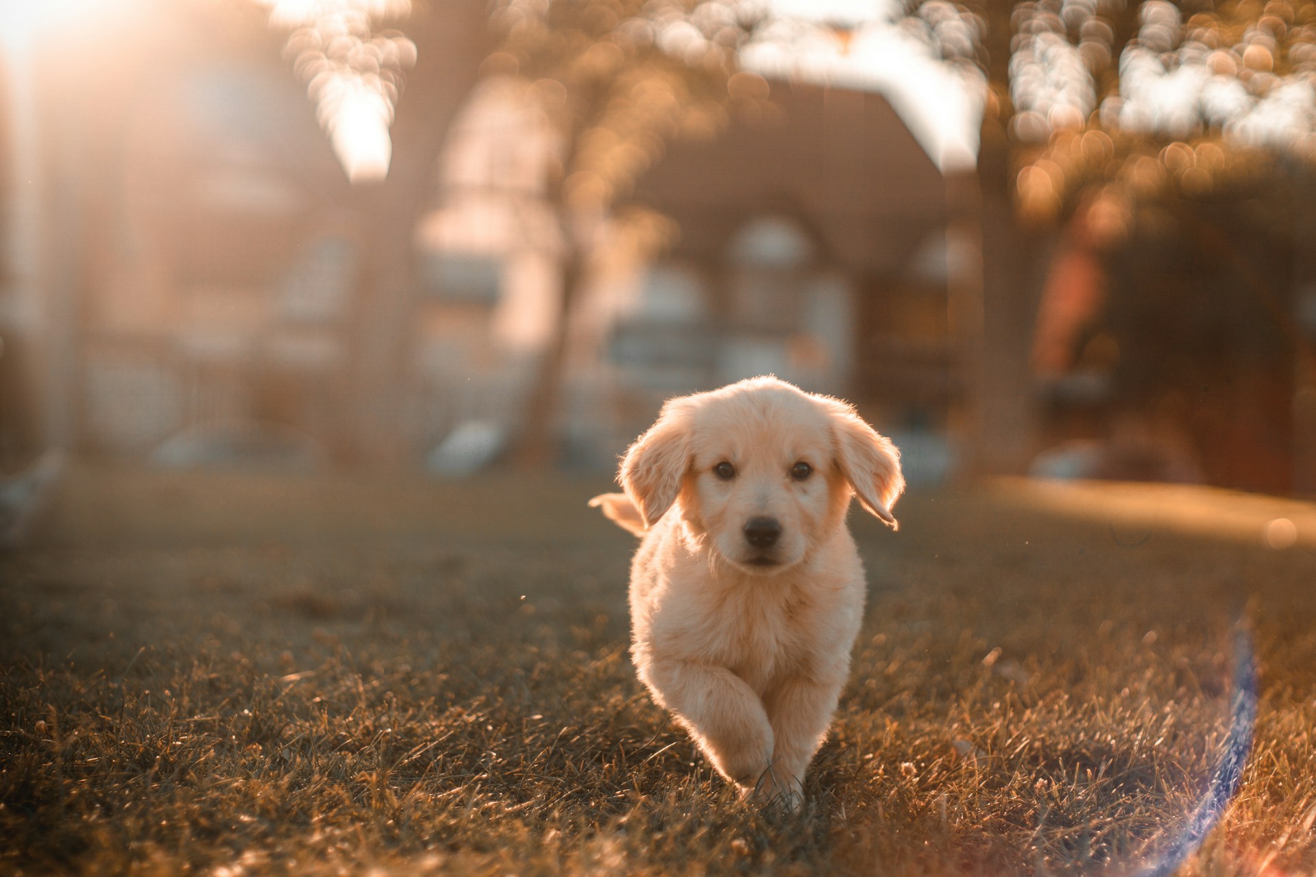 cristian castillo,dog,unsplash,Golden Retriever cristian castillo,dog,unsplash,Golden Retriever
