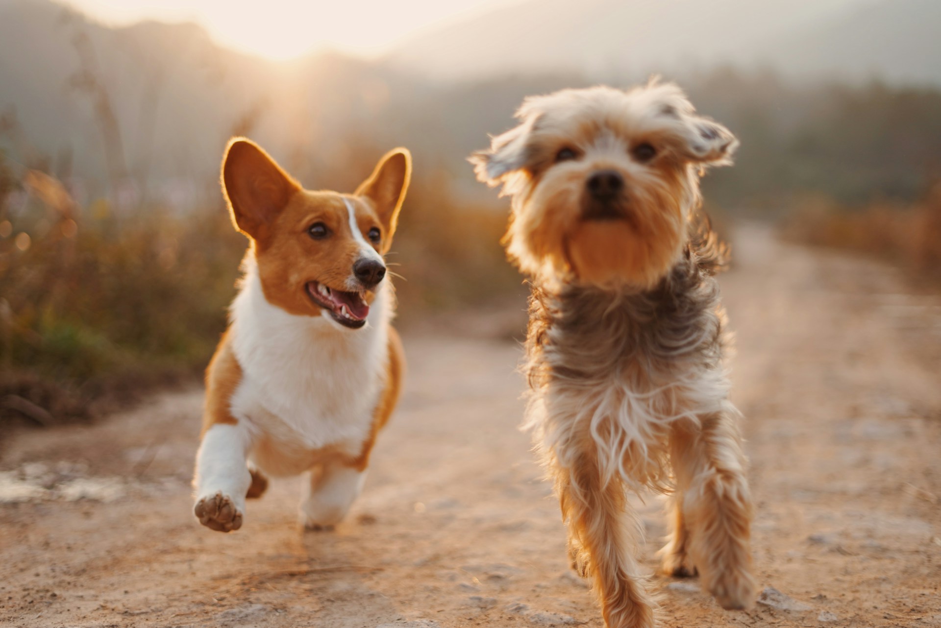 alvan nee,dog,unsplash alvan nee,dog,unsplash