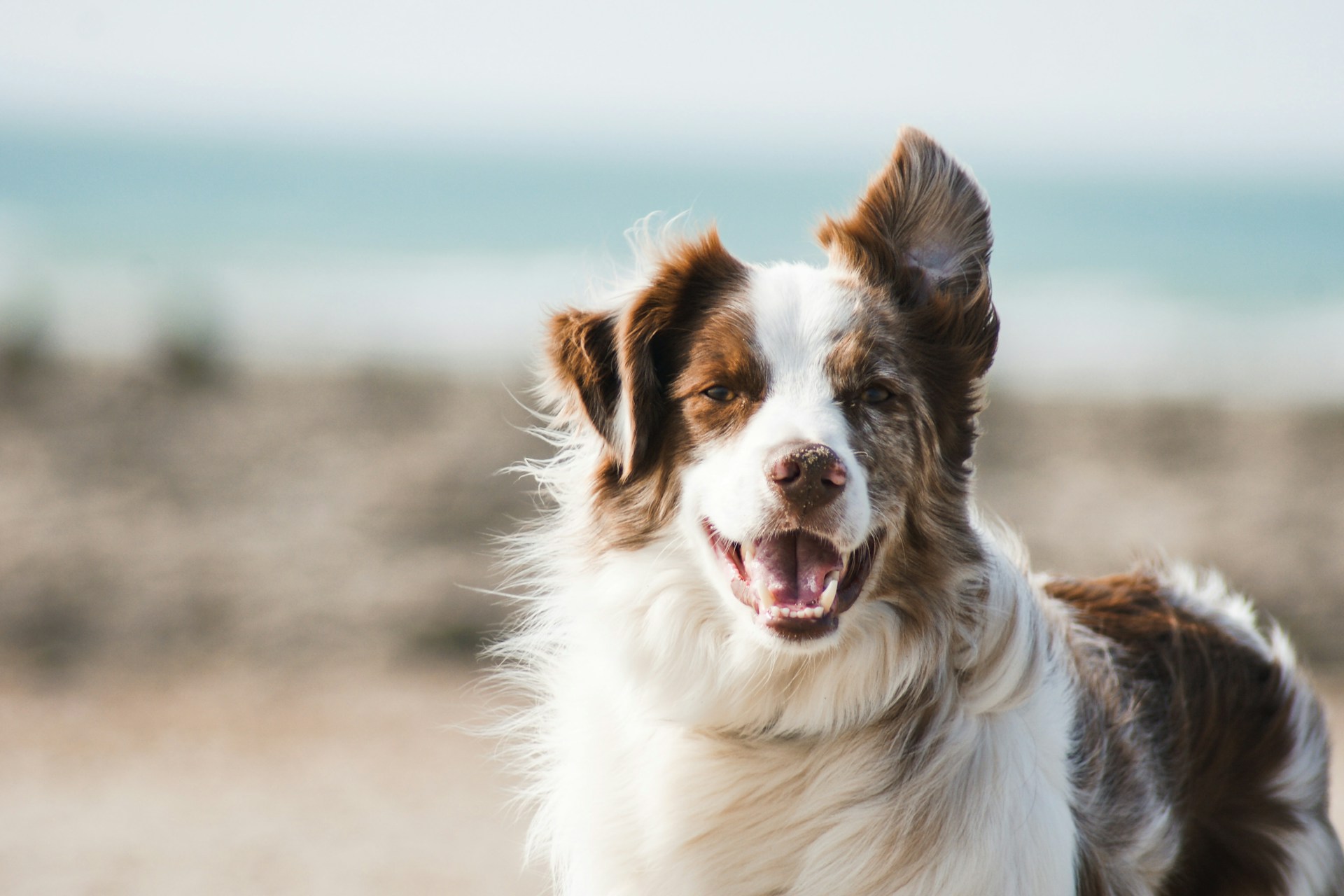 pauline-loroy,dog,unsplash,border-collie,陨石边牧 pauline-loroy,dog,unsplash,border-collie,陨石边牧