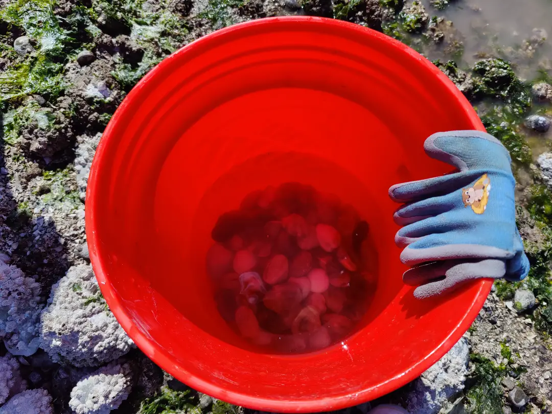 20250423-clams-01.webp