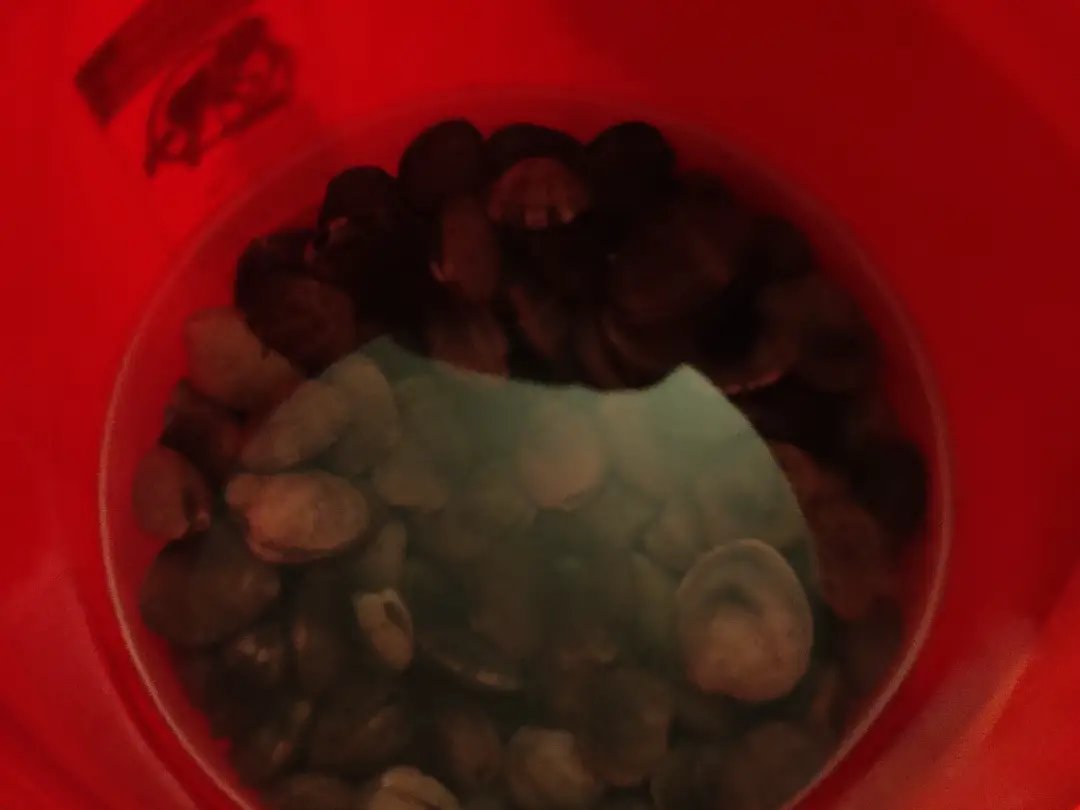 20250423-clams-02.webp
