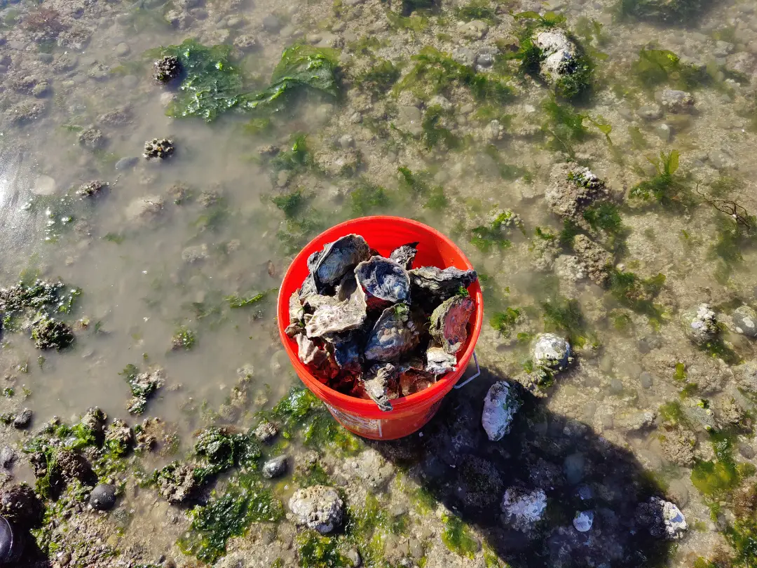 20250423-oyster.webp