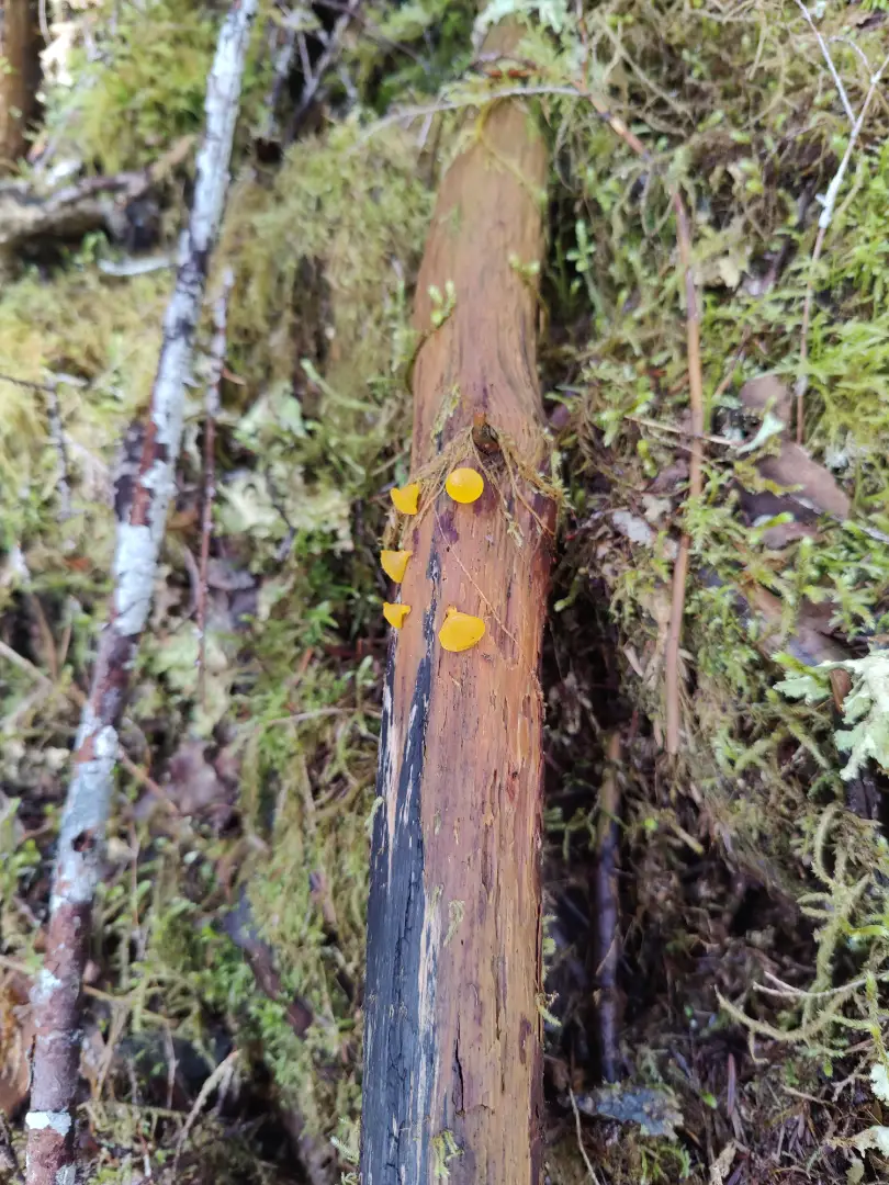 20250423-lovers-lane-mushroom.webp