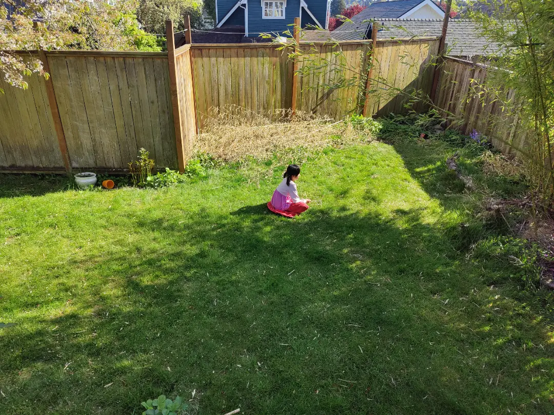 20250428-backyard.webp