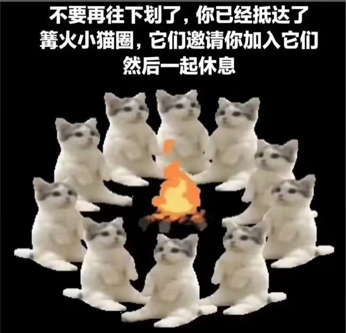 猫猫篝火.jpg