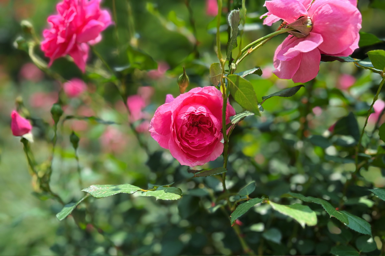 IMG_8363.jpeg