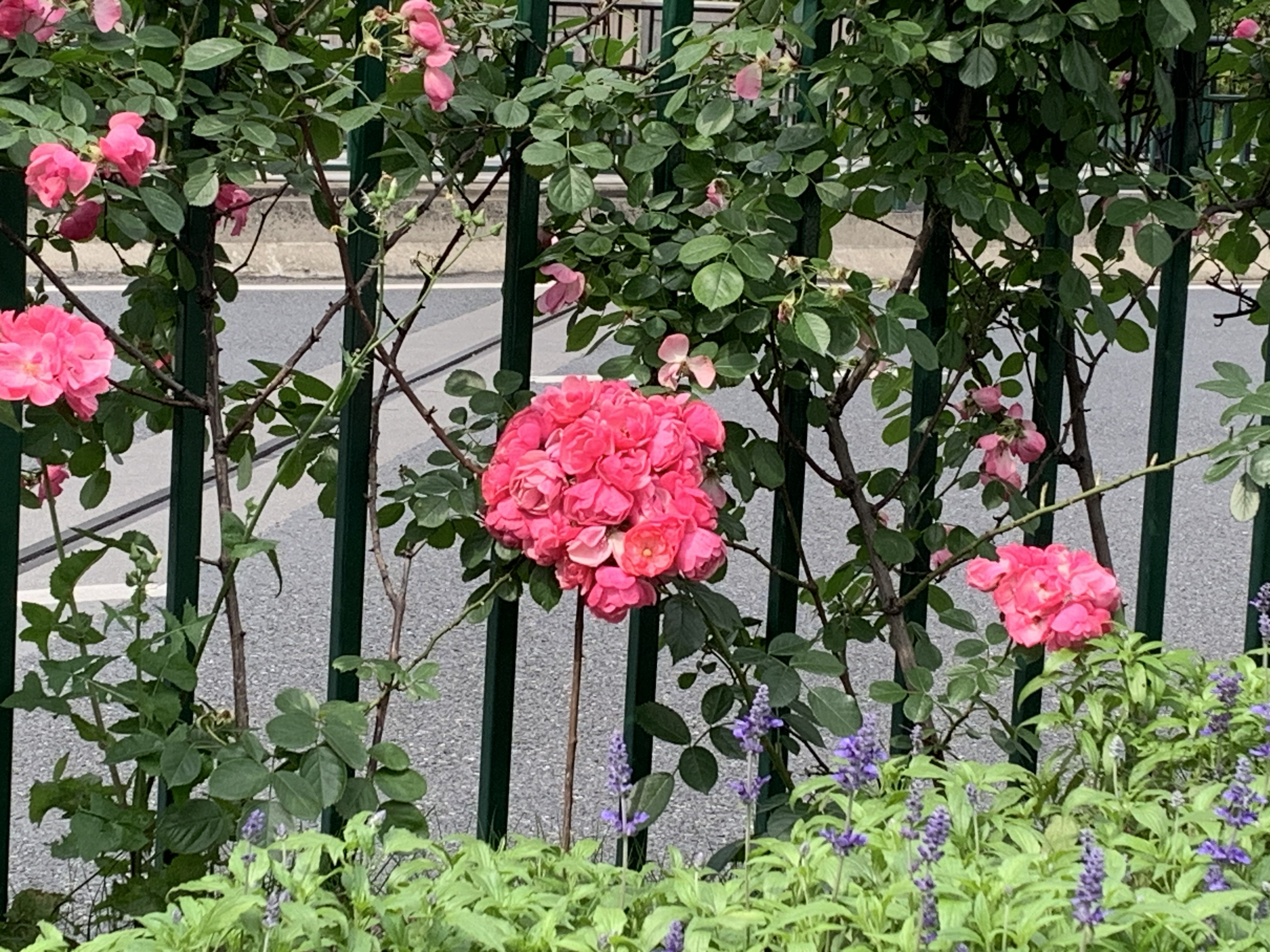 IMG_6691.jpeg
