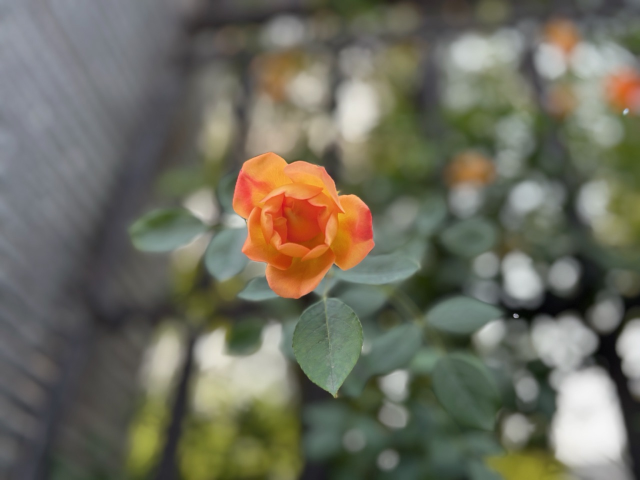 IMG_8555.jpeg