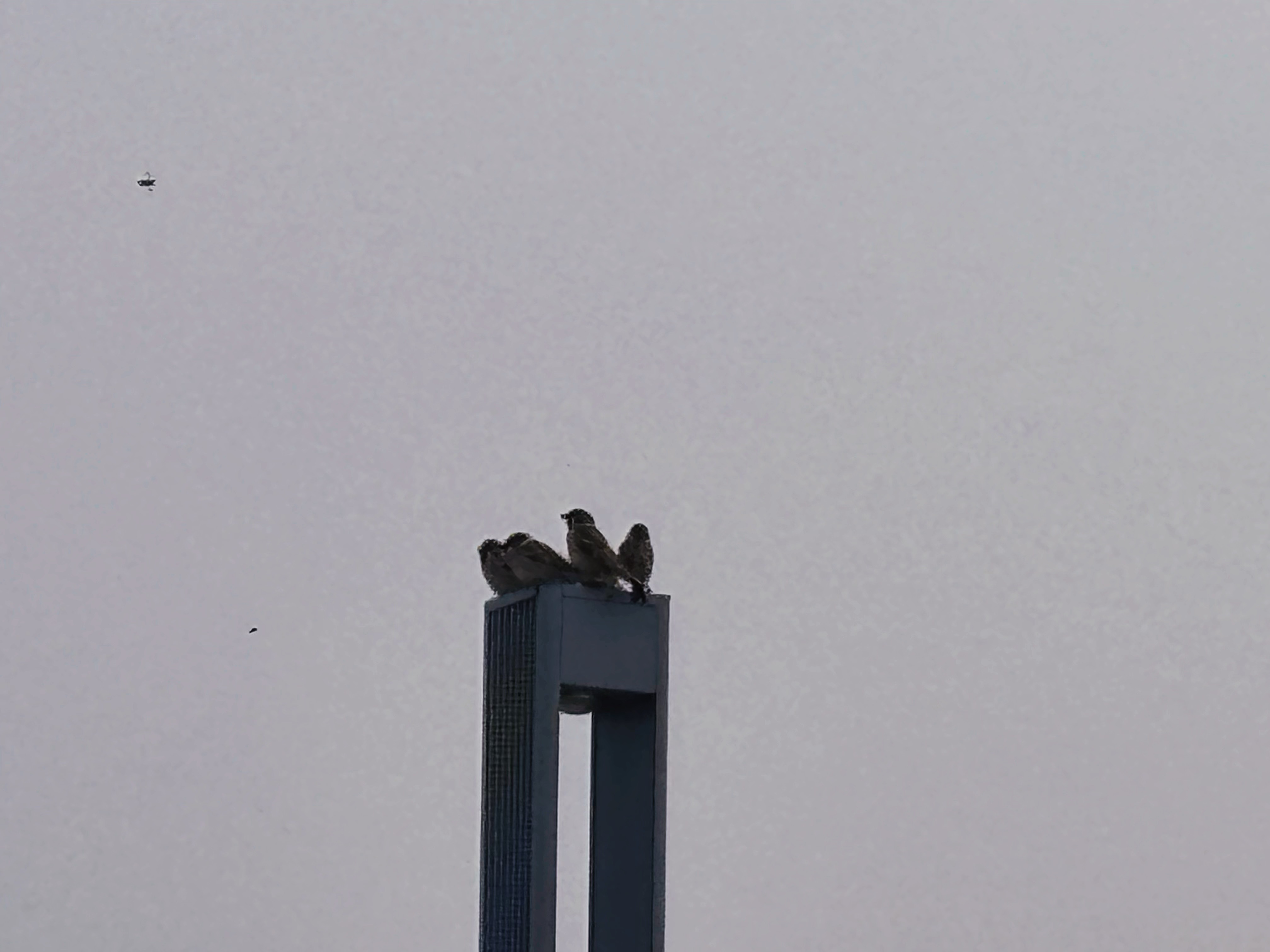 IMG_7652.jpeg