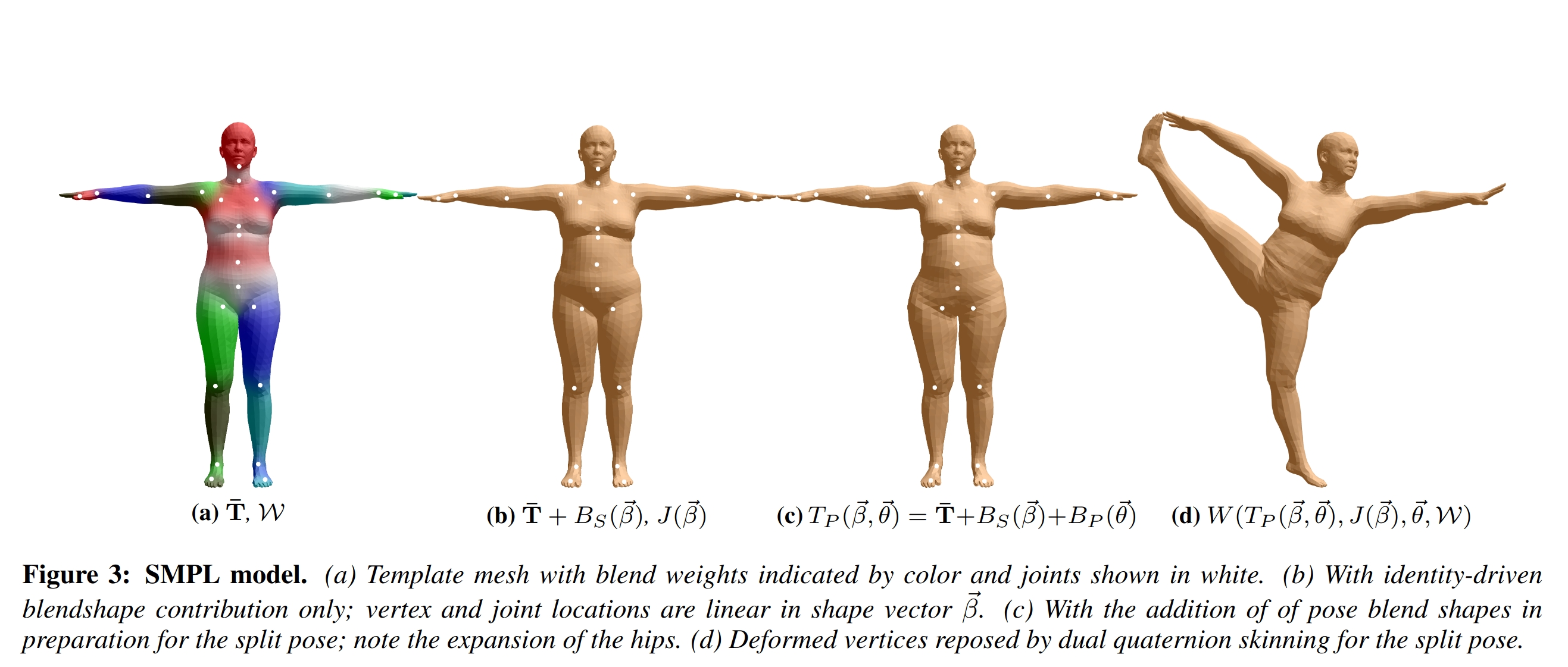 SMPL Model Formulation