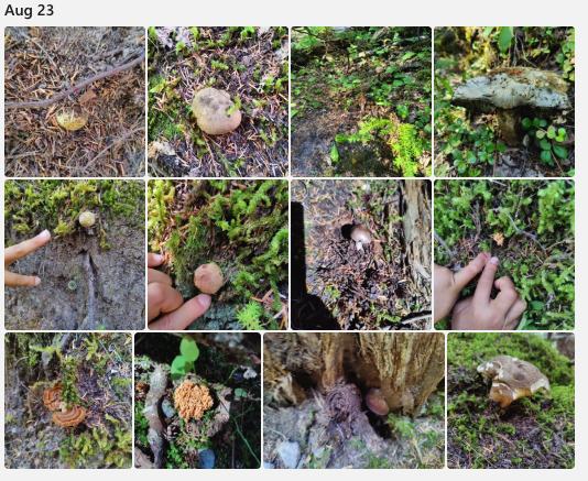 20250827-mushrooms-02.png