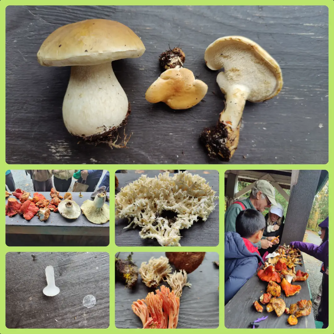 2025-10-23-mushroom-05.webp