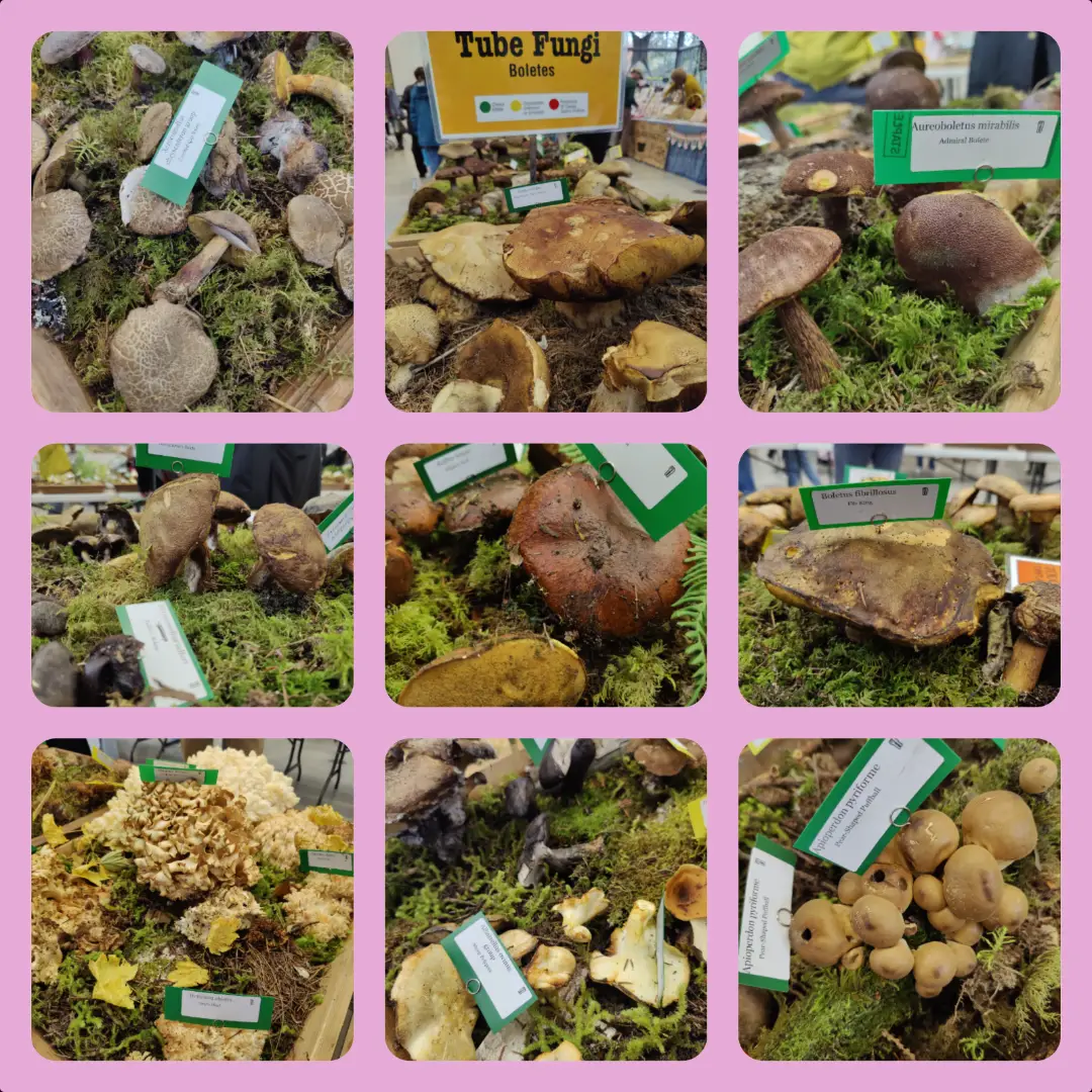 20251030-mushroom-show-03.webp