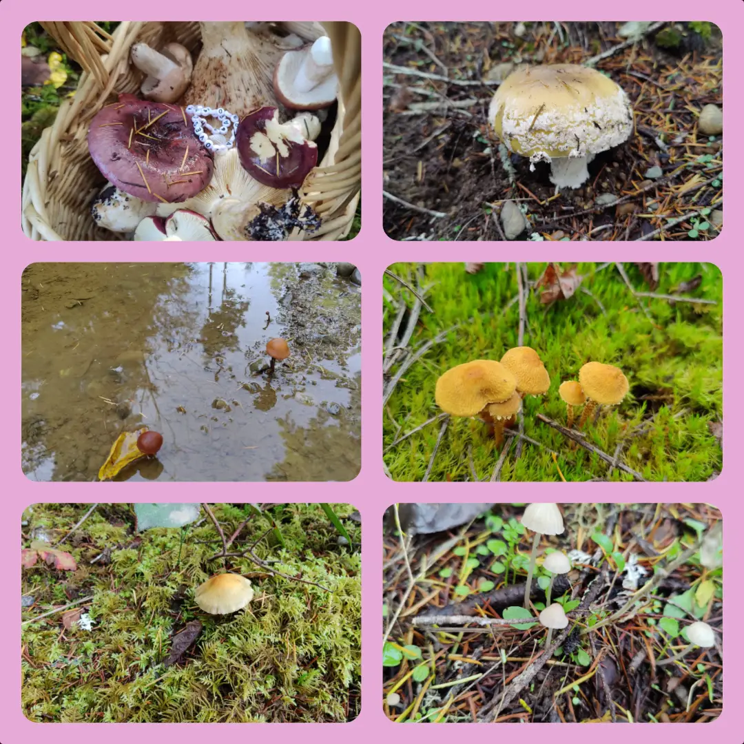 20251103-mushroom-hunt.webp