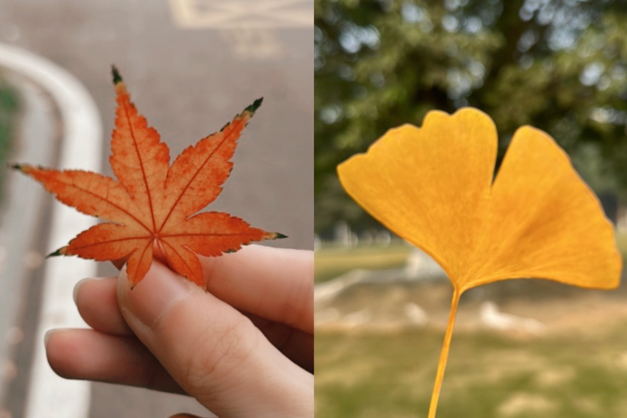 有你的季节... 的图片 1