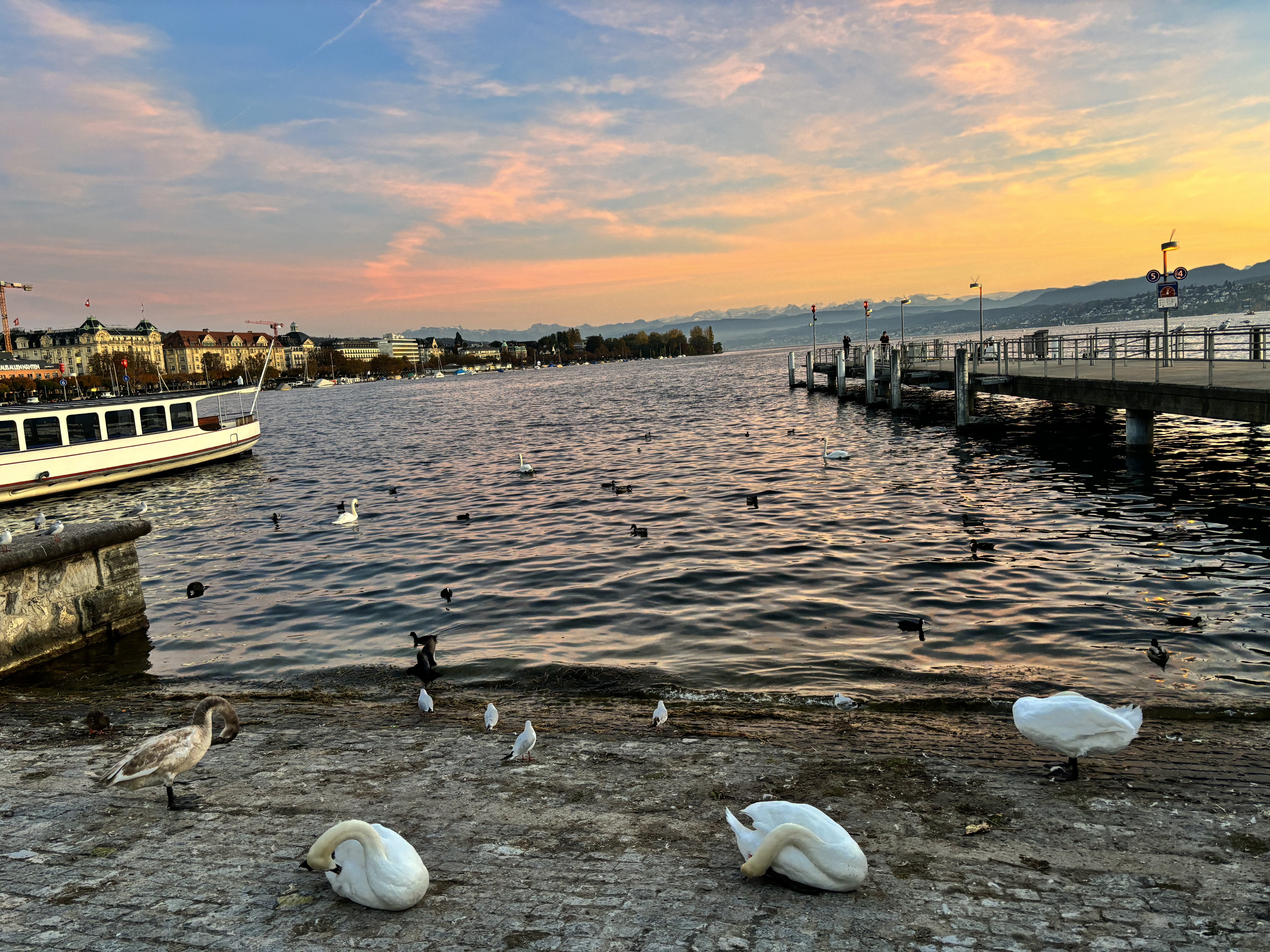 岸边清理羽毛的天鹅