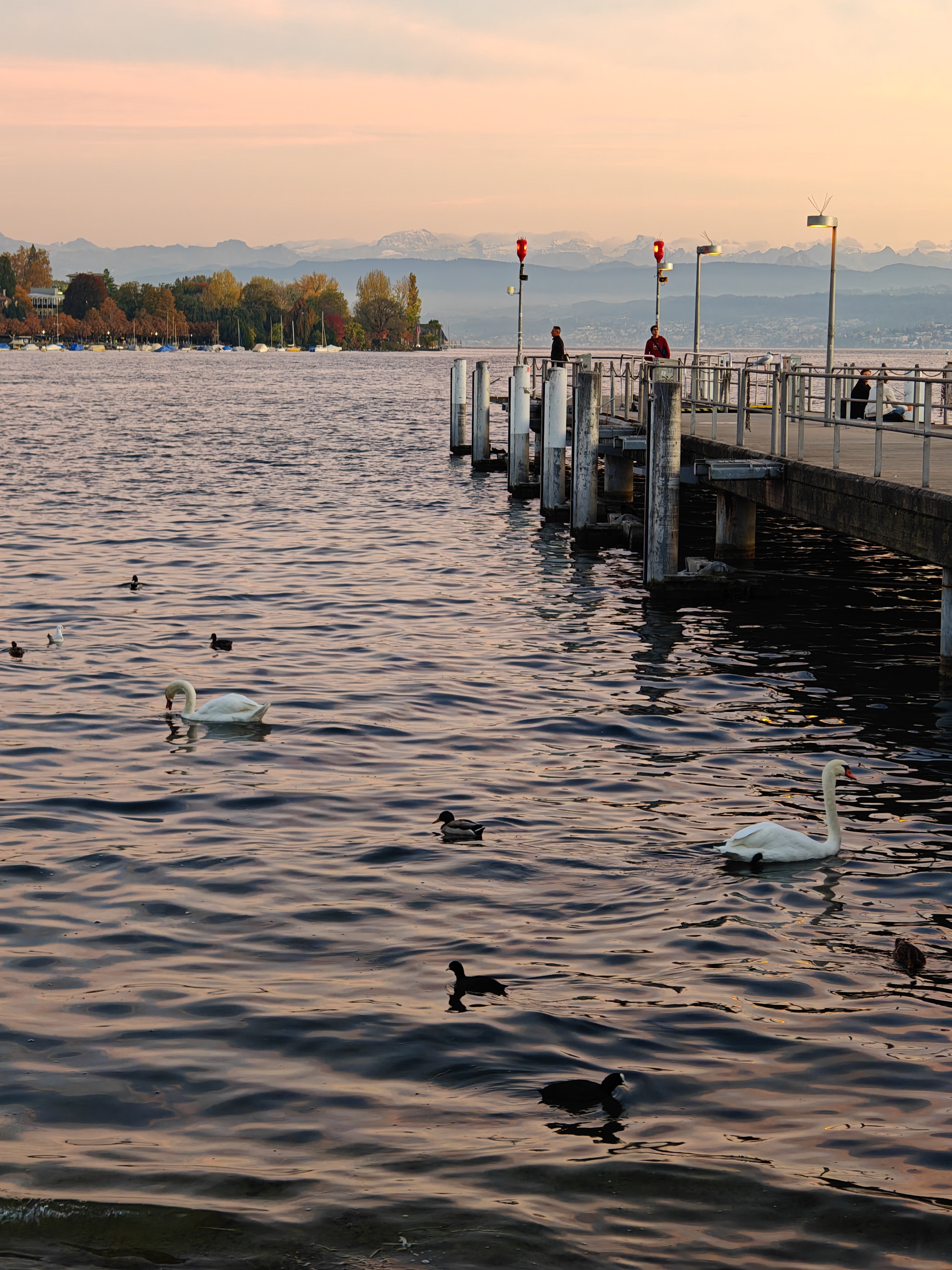 远处的阿尔卑斯山脉