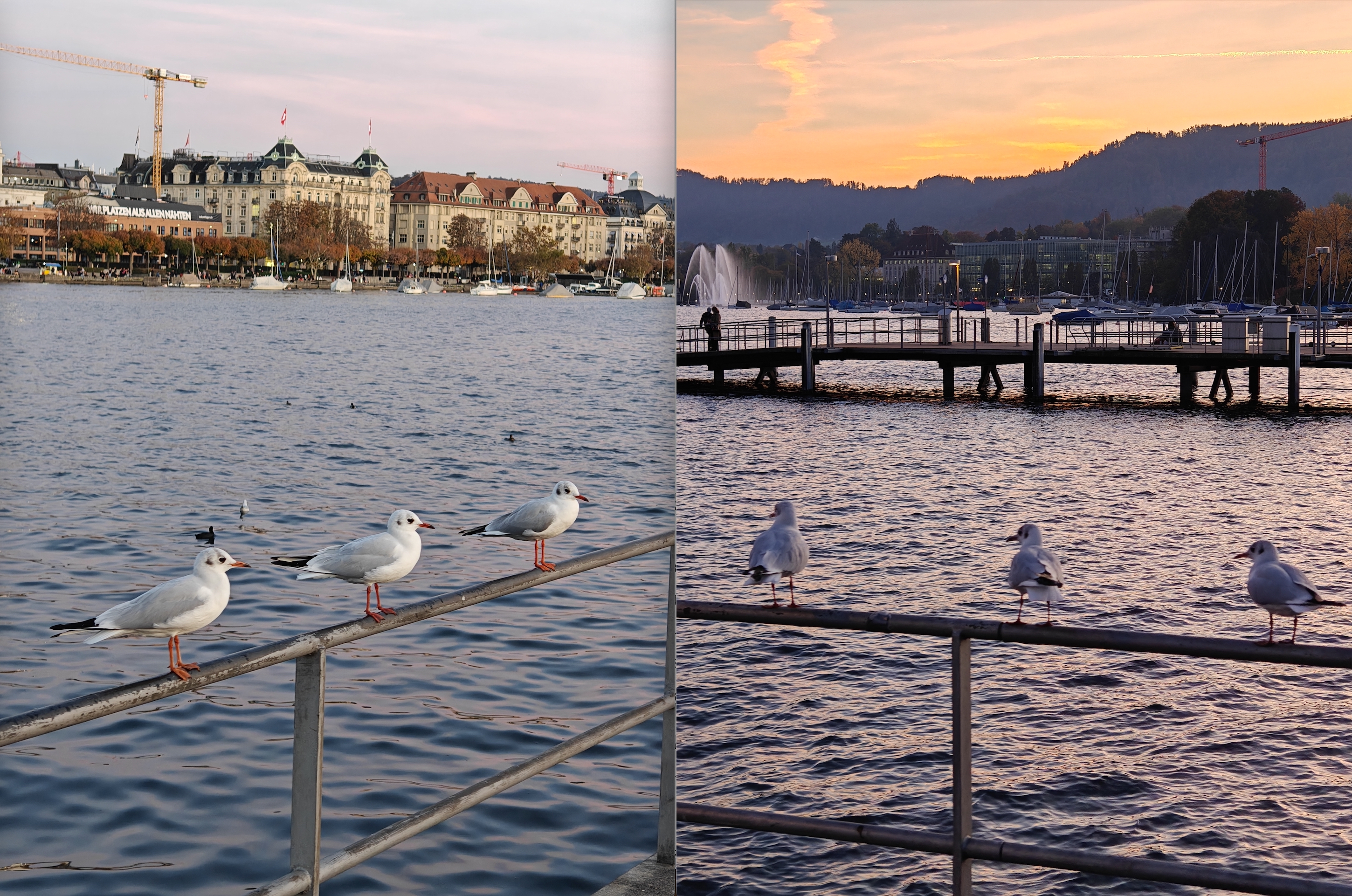 观景台两边的海鸥