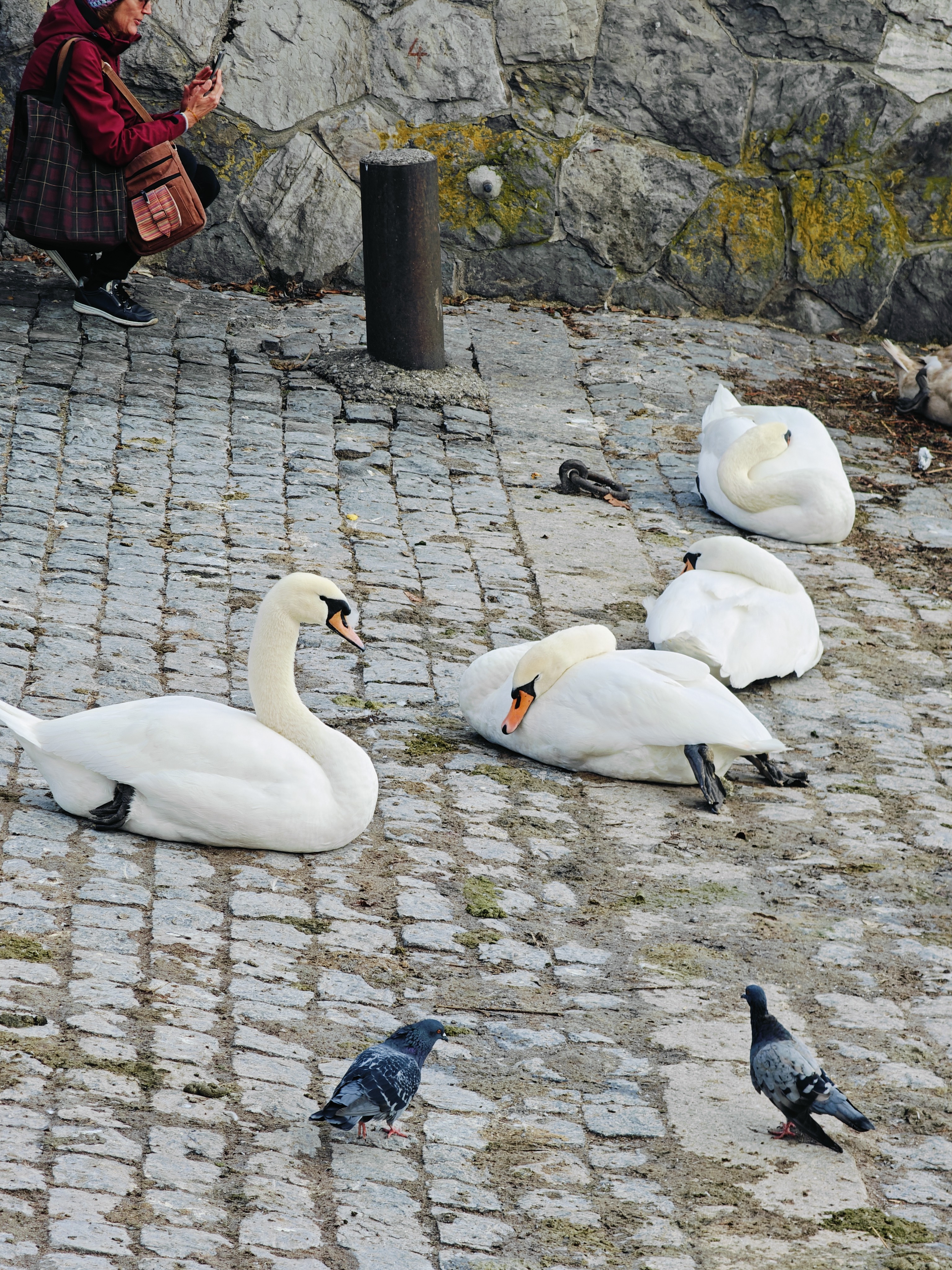 岸边休息的天鹅