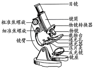 显微镜结构