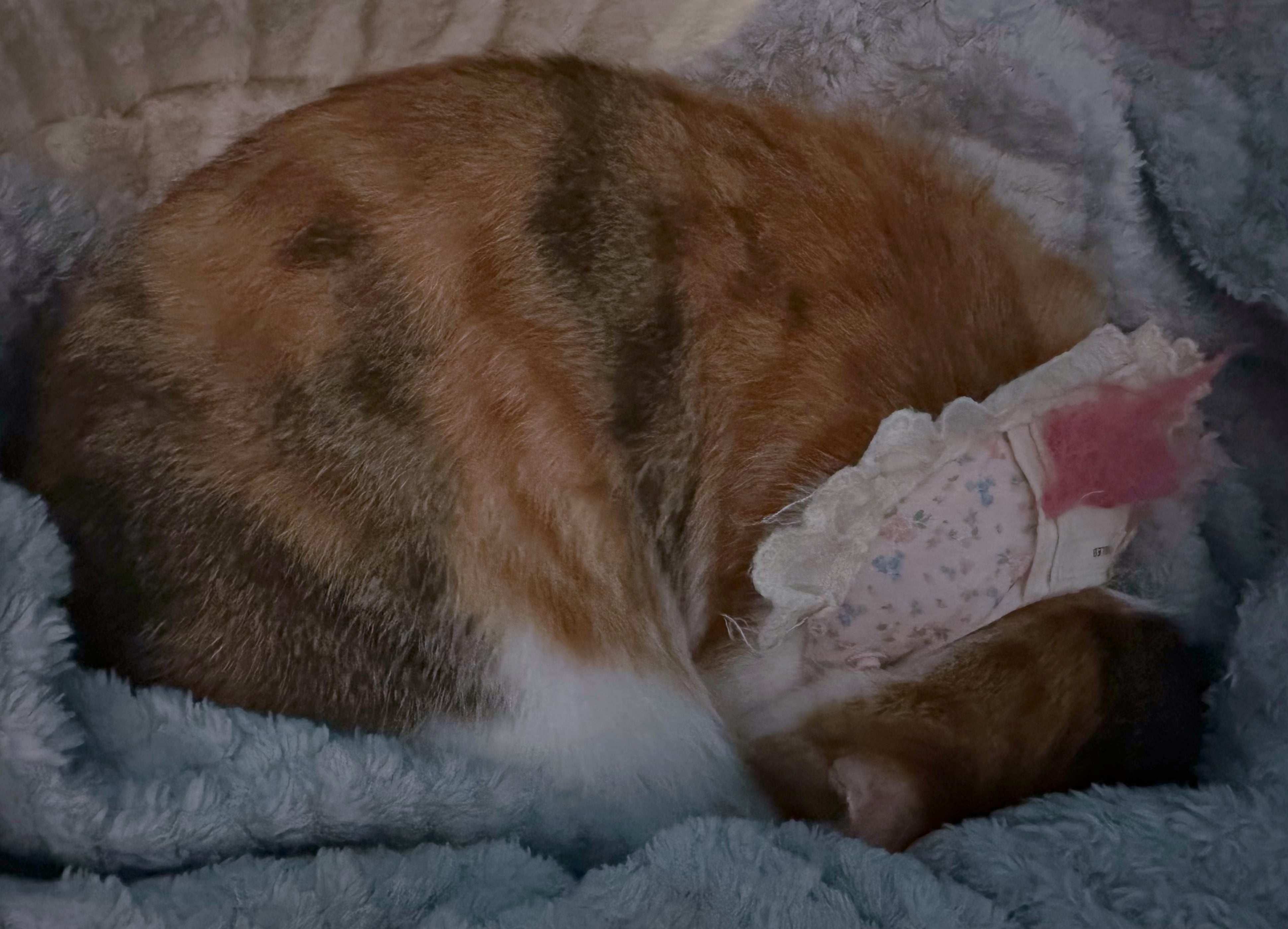 埋头困告告喵... 的图片 1