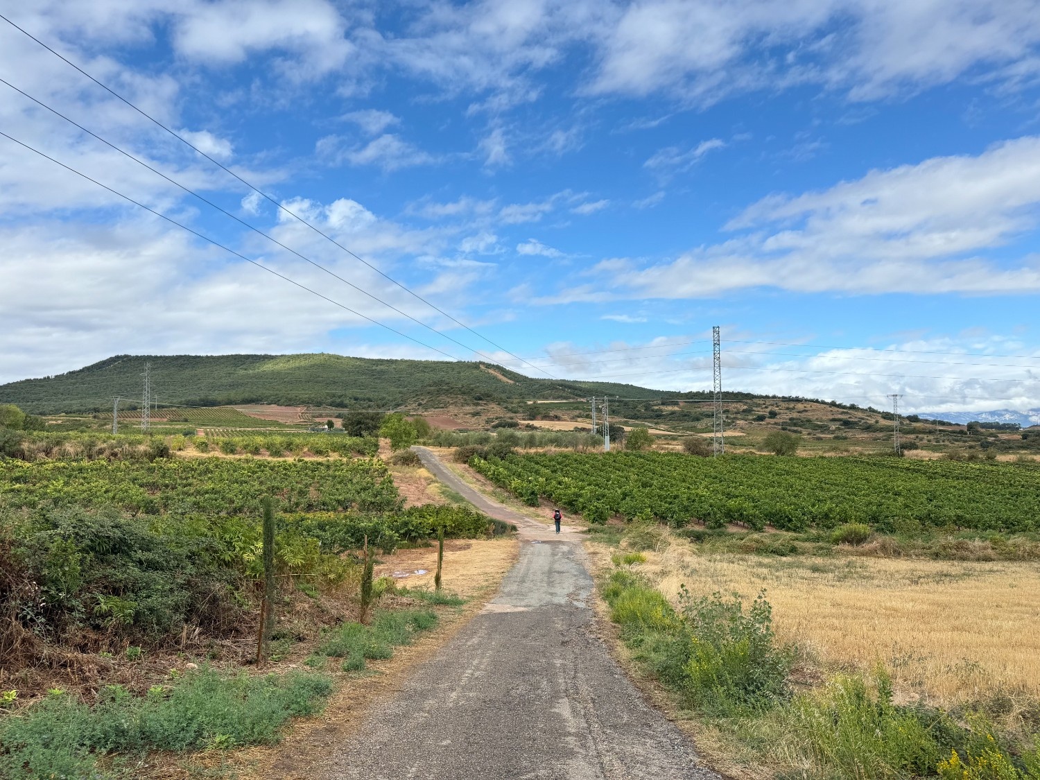 camino-frances-journey-day08-vineyard3.jpg