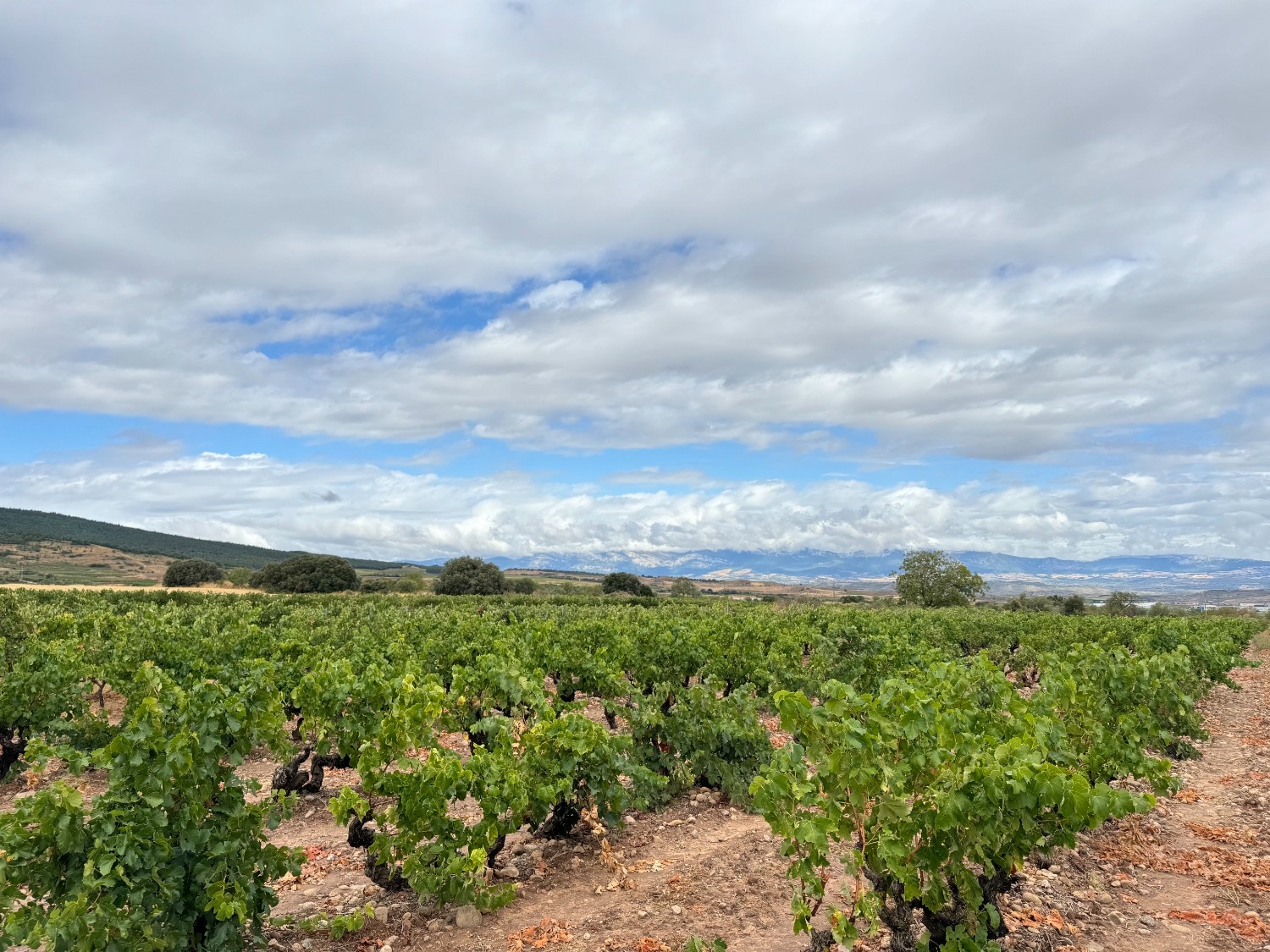 camino-frances-journey-day08-vineyard1.jpg