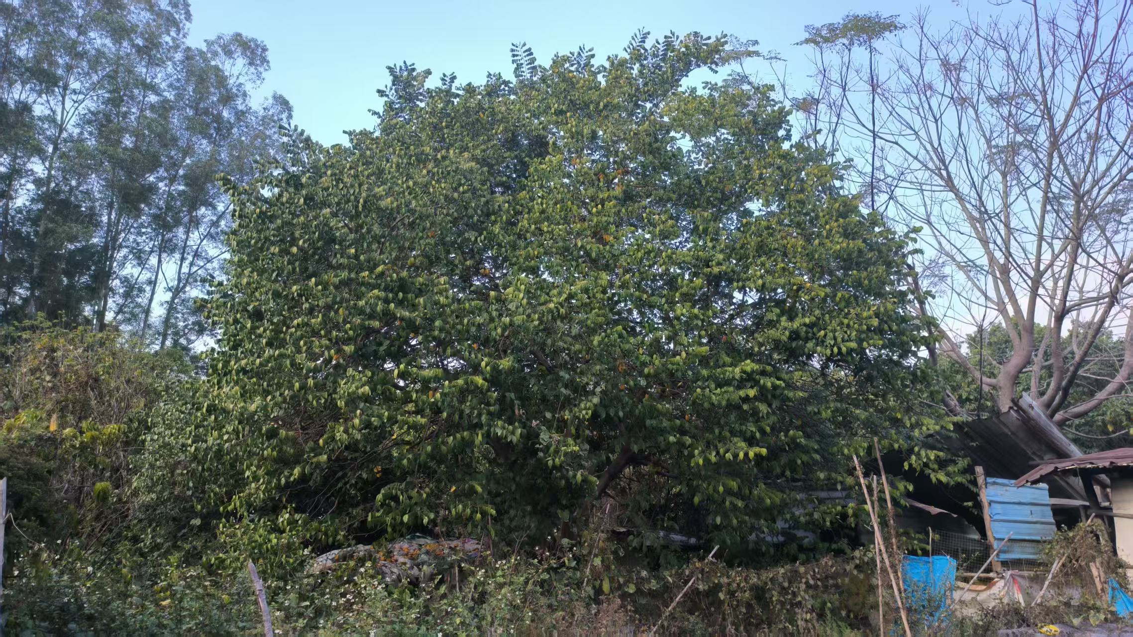 遇见杨桃树.jpg 遇见杨桃树.jpg